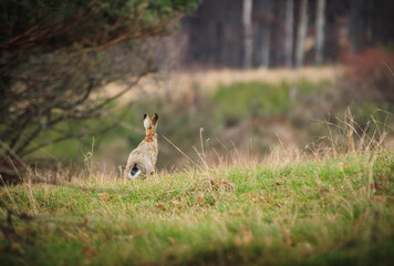 European hare (Lepus europaeus) in sprint on grass