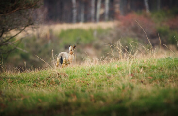 Obraz na płótnie Canvas European hare (Lepus europaeus) in sprint on grass