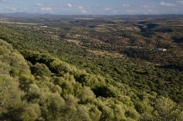 Obraz premium Mediterranean forest in the Monfrague National Park. Caceres. Extremadura. Spain.