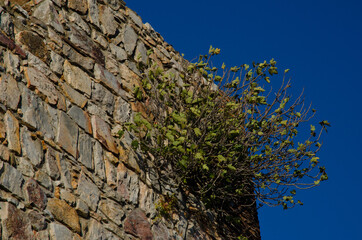 Common fig Ficus carica growing on a wall of the Monfrague castle. Monfrague National Park. Caceres. Extremadura. Spain.