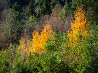 fir trees in autumnal forest
