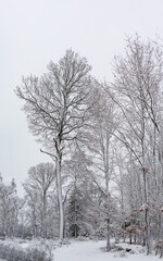 trees in snow