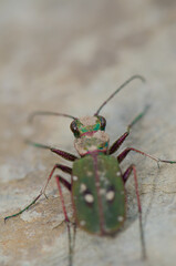 Common tiger beetle Cicindela maroccana. Monfrague National Park. Caceres. Extremadura. Spain.