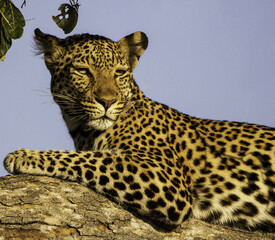 A portrait of a gorgeous leopard sitting on a thick tree under the bright blue sky