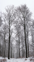 trees in snow