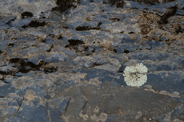 Lichen Physcia tribacia on a rock. Monfrague National Park. Caceres. Extremadura. Spain.