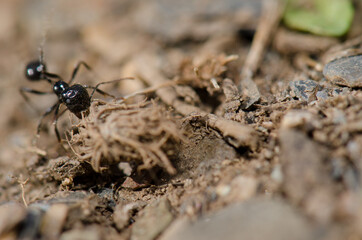 Ant carrying plant remains in the Monfrague National Park. Caceres. Extremadura. Spain.