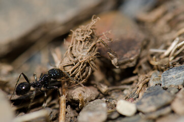 Ant carrying plant remains in the Monfrague National Park. Caceres. Extremadura. Spain.