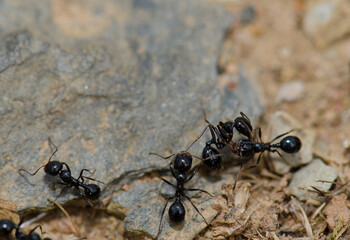 Ants in the Monfrague National Park. Caceres. Extremadura. Spain.