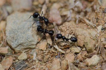 Ants in the Monfrague National Park. Caceres. Extremadura. Spain.