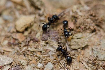 Ant biting one leg to another one. Monfrague National Park. Caceres. Extremadura. Spain.