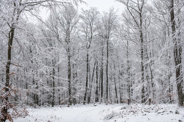 snow covered trees