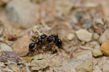 Ants in the Monfrague National Park. Caceres. Extremadura. Spain.
