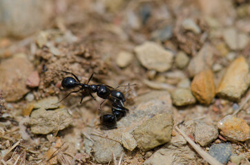 Ant next to a dead specimen. Monfrague National Park. Caceres. Extremadura. Spain.