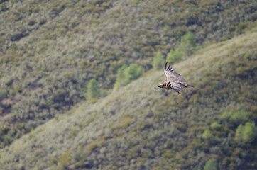 Griffon vulture Gyps fulvus flying. Monfrague National Park. Caceres. Extremadura. Spain.