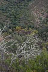 Fototapeta na wymiar Malvecino Creek in the Monfrague National Park. Caceres. Extremadura. Spain.