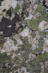 Map lichen Rhizocarpon geographicum on a rock. Monfrague National Park. Caceres. Extremadura. Spain.