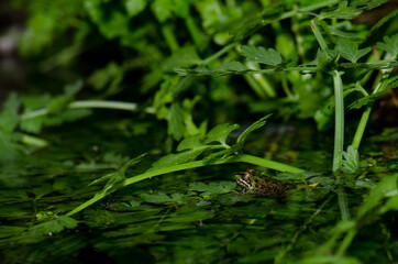 Marsh frog Pelophylax ridibundus in the Malvecino Creek. Monfrague National Park. Caceres....