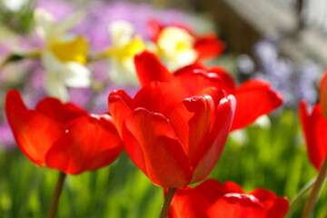 Red tulips in the garden