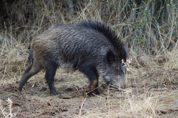 Wild boar Sus scrofa rooting in the earth. Huerto del Almez. Villareal de San Carlos. Monfrague National Park. Caceres. Extremadura. Spain.