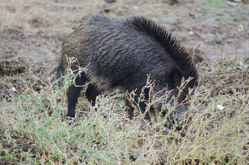 Wild boar Sus scrofa rooting in the earth. Huerto del Almez. Villareal de San Carlos. Monfrague...