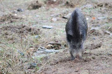 Wild boar Sus scrofa rooting in the earth. Huerto del Almez. Villareal de San Carlos. Monfrague National Park. Caceres. Extremadura. Spain.
