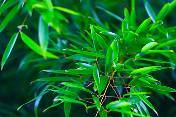 Green bamboo leaves