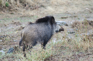 Wild boar Sus scrofa. Huerto del Almez. Villareal de San Carlos. Monfrague National Park. Caceres. Extremadura. Spain.