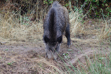 Wild boar Sus scrofa rooting in the earth. Huerto del Almez. Villareal de San Carlos. Monfrague National Park. Caceres. Extremadura. Spain.