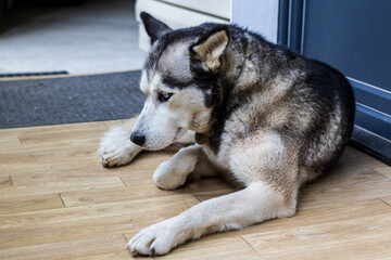 Dog breed husky curled up and lying at the doorstep of the house. A popular breed of dog. Pets. Close-up.