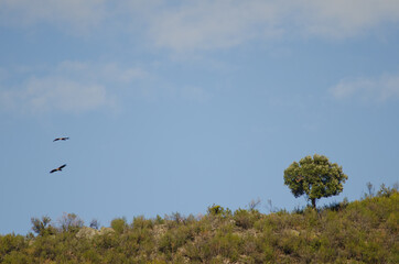 Griffon vultures Gyps fulvus gliding and evergreen oak Quercus ilex rotundifolia. Monfrague National Park. Caceres. Extremadura. Spain.