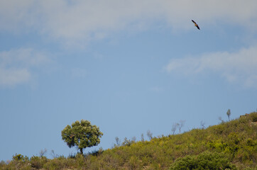Griffon vulture Gyps fulvus gliding and evergreen oak Quercus ilex rotundifolia. Monfrague National Park. Caceres. Extremadura. Spain.