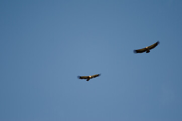 Griffon vultures Gyps fulvus gliding. Monfrague National Park. Caceres. Extremadura. Spain.