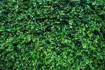 Fototapeta na wymiar Green leaf texture background. Ficus annulata leaf background.