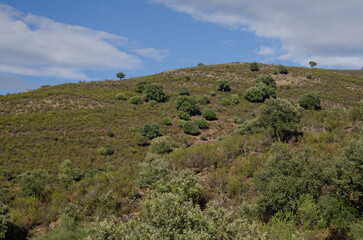 Fototapeta na wymiar Landscape in the Monfrague National Park. Caceres. Extremadura. Spain.
