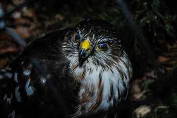 Sharp-Shinned Hawk on ground