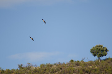 Griffon vultures Gyps fulvus gliding and evergreen oak Quercus ilex rotundifolia. Monfrague National Park. Caceres. Extremadura. Spain.