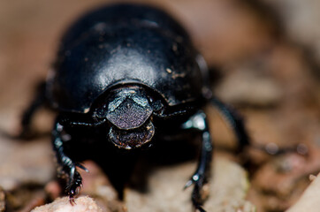 Scarab in the Monfrague National Park. Caceres. Extremadura. Spain.