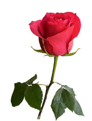 pink rose bloom, rosebud on a stem with green leaves, isolate