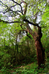 Fototapeta premium Old chestnut tree in Costa verde forest