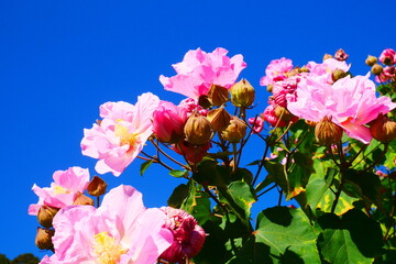 青空と芙蓉（Cotton rosemallow）