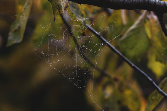 Spider Web On the Tree Branches