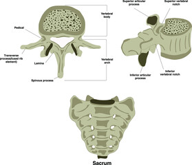 vertebral bones of thoracic cervical lumbar top and side view with sacrum which has pedicle vertebral body lamina spinous process superior and inferior vertebral notch and articular process