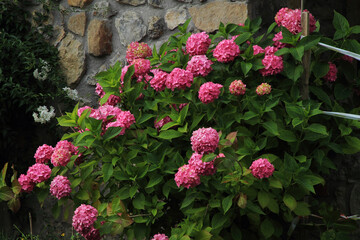 Hortensias al lado de una pared.