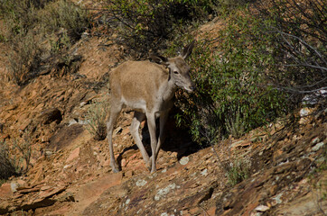 Spanish red deer Cervus elaphus hispanicus. Female. Monfrague National Park. Caceres. Extremadura....