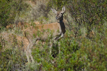 Spanish red deer Cervus elaphus hispanicus. Hind. Monfrague National Park. Caceres. Extremadura. Spain.