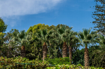 Fototapeta na wymiar Botanic garden at Cyprus