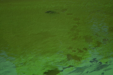 Common carps Cyprinus carpio in a eutrophicated reservoir. Torrejon Tietar reservoir. Monfrague National Park. Caceres. Extremadura. Spain.