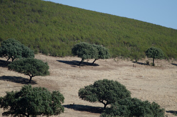 Landscape with Spanish red deers Cervus elaphus hispanicus. Monfrague National Park. Caceres. Extremadura. Spain.
