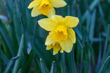 Fototapeta premium Daffodil flower. Beautiful bright yellow flower among green leaves. Spring park. Close-up.
